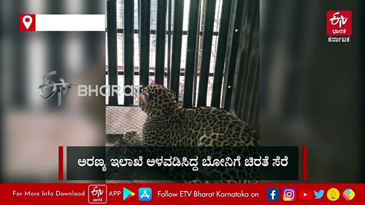 ಒಂದೂರಲ್ಲಿ ಚಿರತೆ ಸೆರೆ ಮತ್ತೊಂದೂರಲ್ಲಿ ಸೈರನ್​ ಸದ್ದಿಗೆ ಚಿರತೆ ಪರಾರಿ