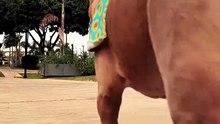 Passeio com cães