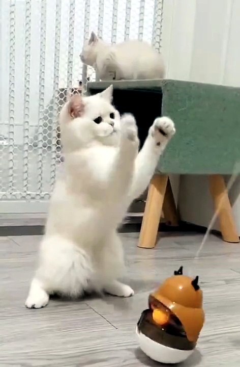 Funny animal videos of cats