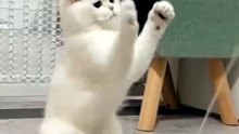 Funny animal videos of cats