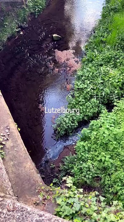 Le Canal de Lutzelbourg en Moselle (57) 🐟 #lutzelbourg #moselle #lorraine #alsace.mp4