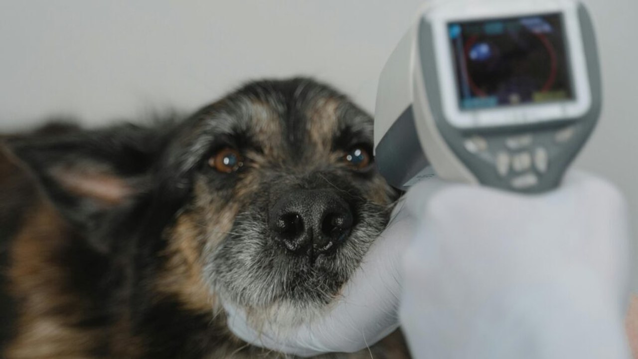 12 Surprising Dog Brain Facts Backed by Modern Science