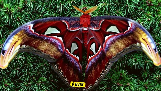 Os insetos mais incríveis que você nunca viu_! #insetos #animais #documentario (2)