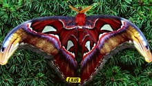 Os insetos mais incríveis que você nunca viu_! #insetos #animais #documentario (2)