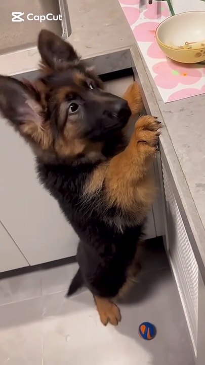 Funny German shepherd puppies #cute German shepherd puppies #funny #fun #love #🐾🐾🐾🐾🐾🐾🐾🐾🐾💕💕💕💕💕💕💕💕💕💕💕🐱🐱🐱🐱🐱🐱🐱🐱🐱🐱🐱