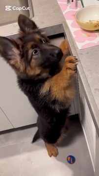 Funny German shepherd puppies #cute German shepherd puppies #funny #fun #love #🐾🐾🐾🐾🐾🐾🐾🐾🐾💕💕💕💕💕💕💕💕💕💕💕🐱🐱🐱🐱🐱🐱🐱🐱🐱🐱🐱
