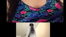 ¿Por que deberias tener mascotas?