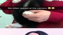 ¿Por que deberias tener mascotas?