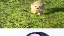 ¿Por que deberias tener mascotas?