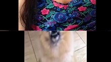 ¿Por que deberias tener mascotas?