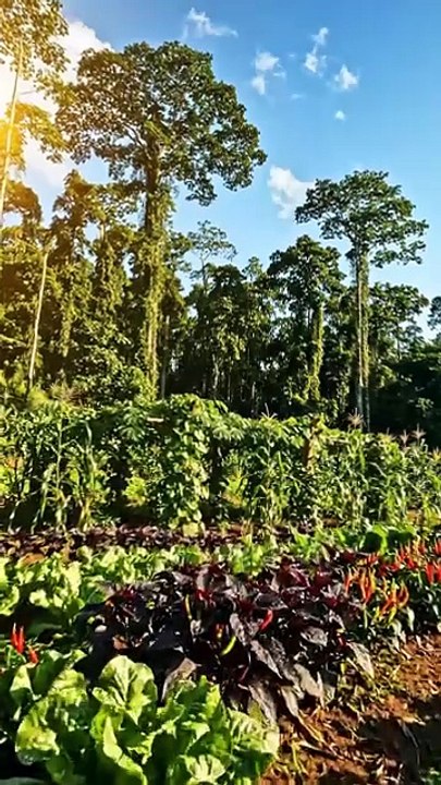 O que plantar no Norte em julho?