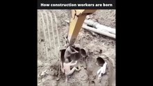Comment naissent les ouvriers... et voilà