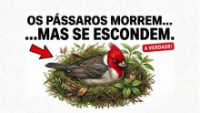 Por Que Você Nunca Encontra um Pássaro Morto no Seu Quintal - Os pássaros morrem - Mas se escondem - VozesDoQuintal