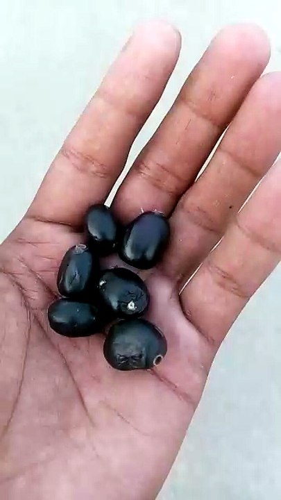 مزے ہی مزے