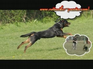 Rottweiler - Balzac attitude