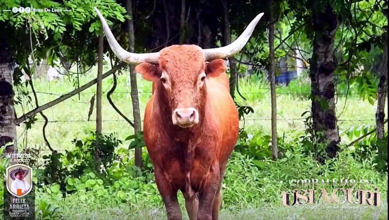 Corralejas Usiacurí 2026 | Visitas a las Ganaderías | Toros de Félix Arrieta