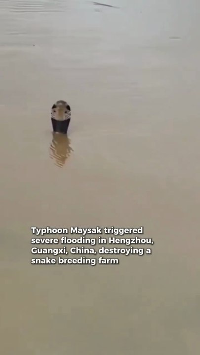 BREAKING: Nearly 900 snakes, including venomous cobras, escaped after typhoon flooding