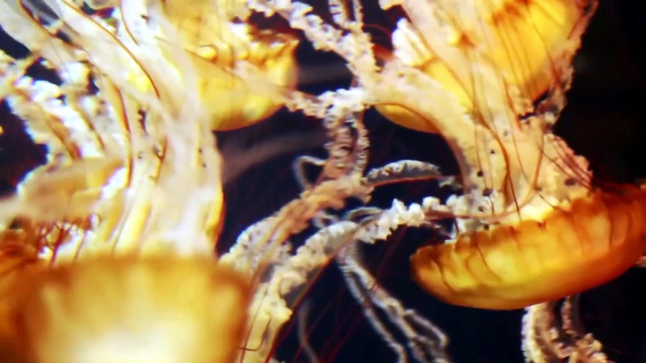 Beautiful JELLYFISH aquarium for RELAXATION  Sleep, Relax, Meditation Music  1 Hour Screensaver_1080p