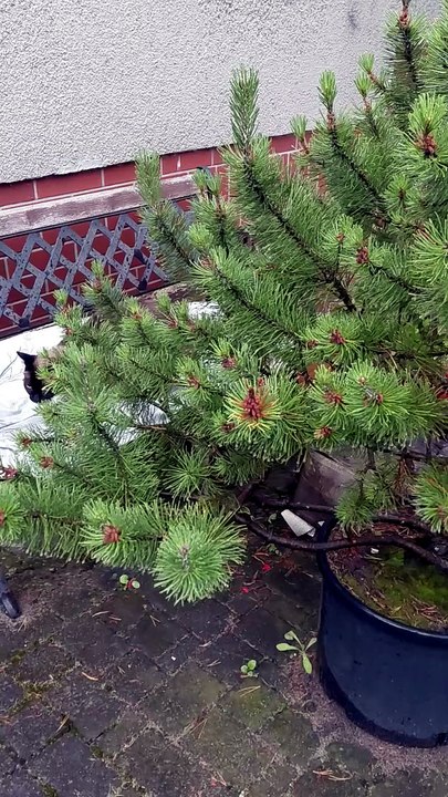I am not afraid of the rain and rain water is just ... so delicious :) #cats #funnycats #catlovers
