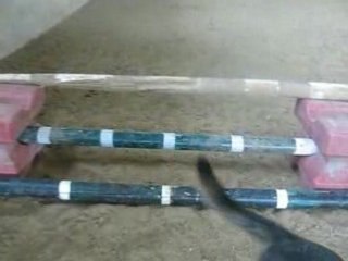 Lewis et son chien au club d'équitation 🐶