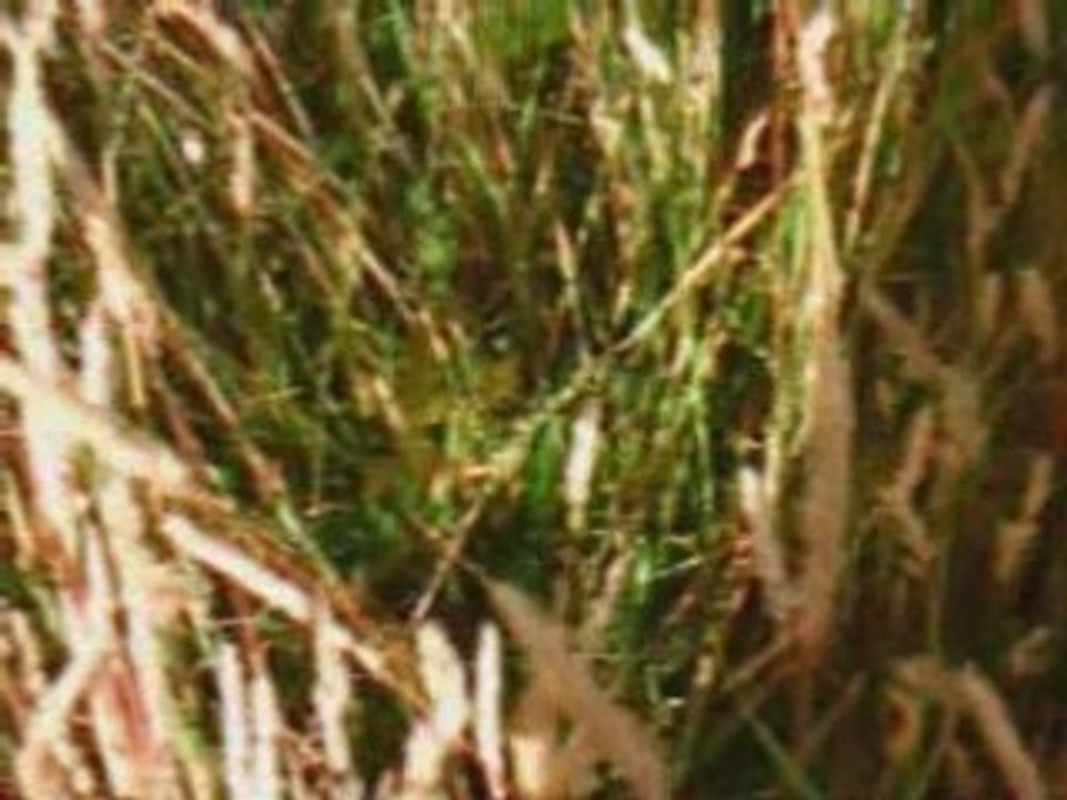 Caresse de l'été~Polo au soleil~