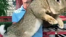 These Animals NEVER Stop Growing! 😱🐊 Mind-Blowing Facts You Won't Believe