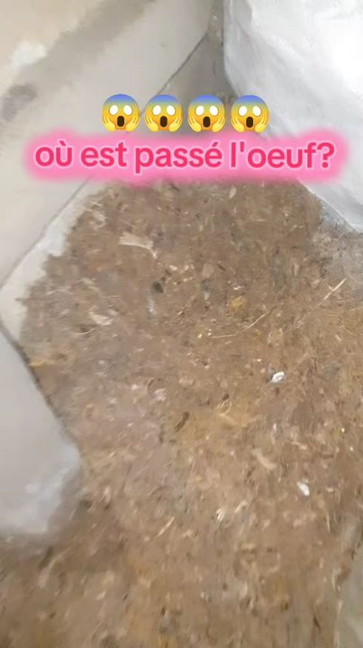 Où est passé l'œuf ?
