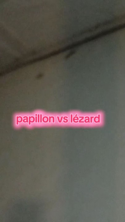 Papillon vs lézard
