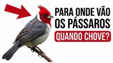Onde os Pássaros do Seu Quintal Vão Quando Chove (Você Mora do Lado e Nunca Viu)