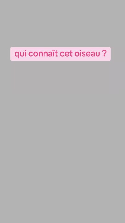 Quels sont ces oiseaux?