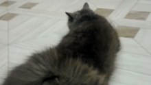 Funny 🤣cute ❤️cat😼