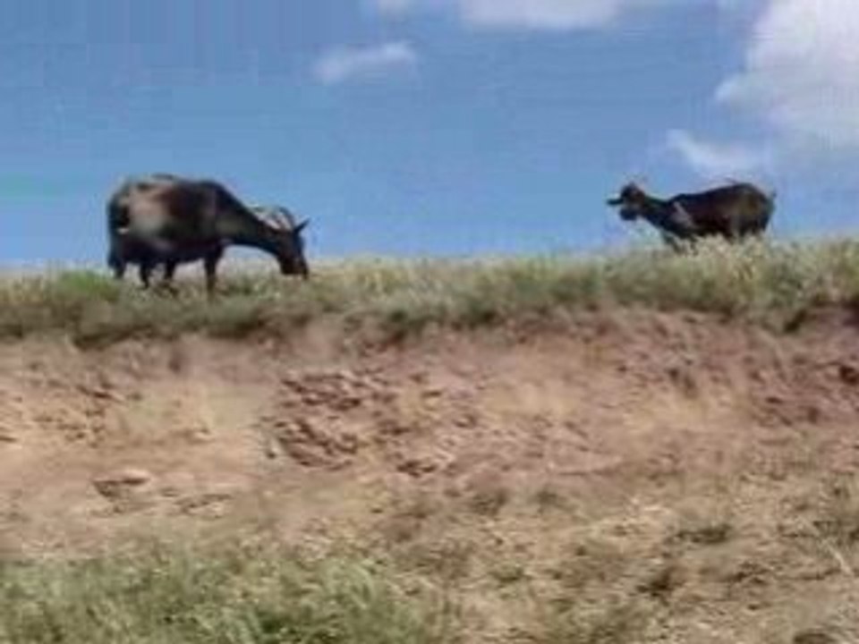 chèvre sur la route