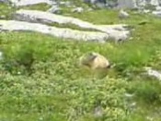 Marmottes