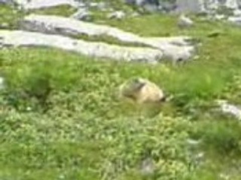 Marmottes