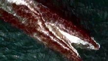 Baleia Gigante atacando cardume de peixes