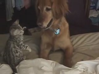 chat contre chien lol