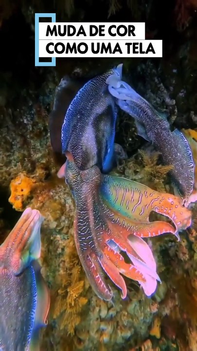 😳 ESSE ANIMAL MUDA DE COR COMO UMA TELA