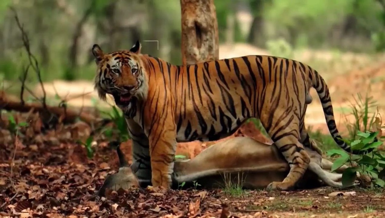 Bengal Tiger Hunts cow 🐄 | Powerful Predator in the Wild | Nature Documentary