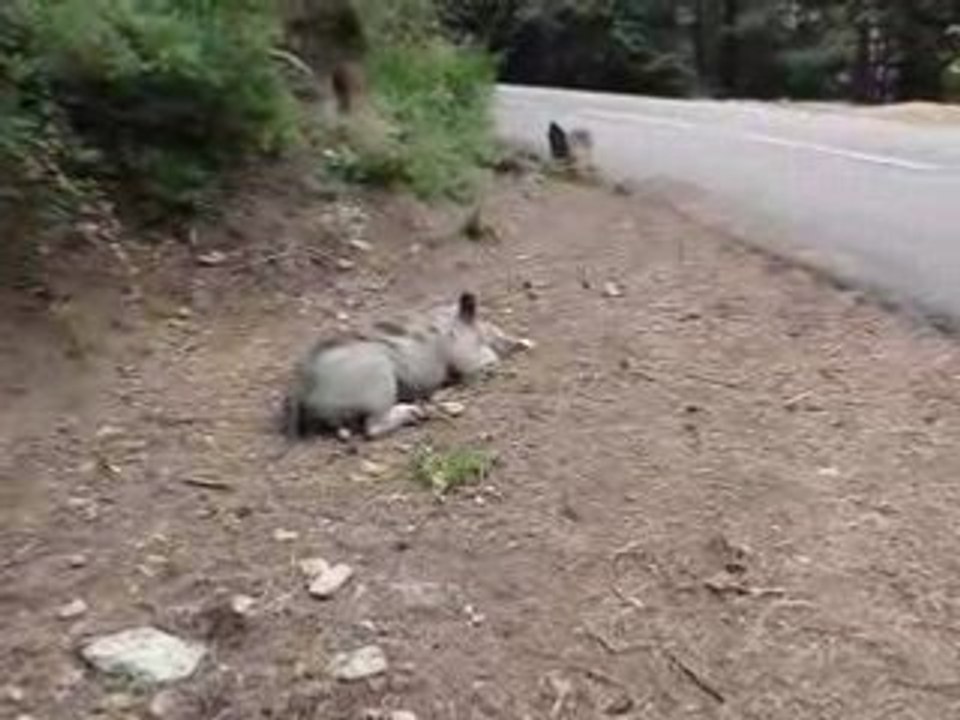 des cochons sur la route