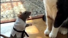 O rato ninja