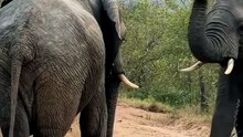 Breathtaking Wildlife Footage Of Wild Elephants Fighting For Dominance On Safari Road