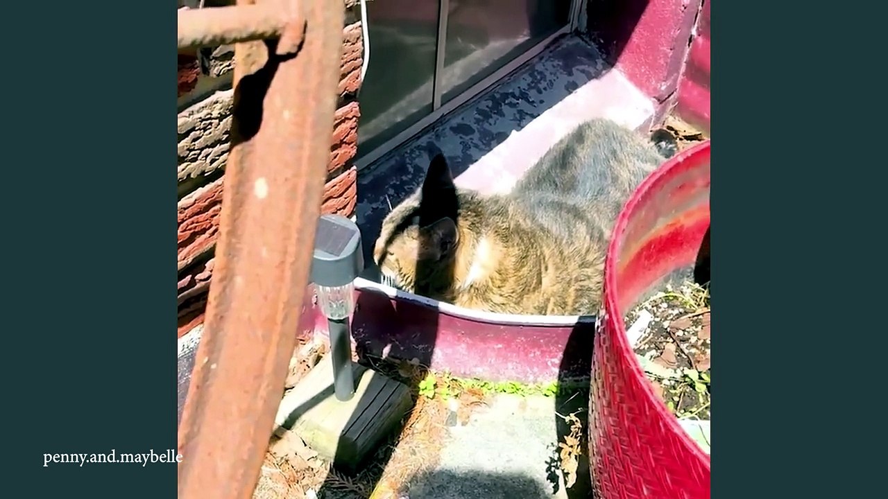 These Adorable Kittens Love Chatting With Their Humans Nonstop 🥰