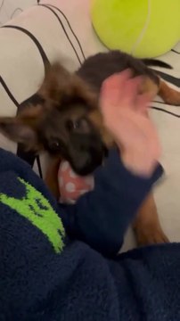 Funny German 💕💕💕💕💕shepherd #dogs#dogs🐱🐱🐱🐱#reels#vedio#viralvedio💓💓💓💓#viralreels 🐾🐾🐾#viral#reels#reel#pets# #viral on daily motion channels #viraldogs#viralgerman sherphed #viral German Shepard video #vital reels #follow me on daily motion