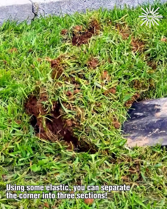 DIY a veggie bed & corner garden design idea!
