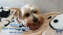 Arnold, o Cão Quentinho! Uma música infantil alegre e divertida sobre o cãozinho mais feliz