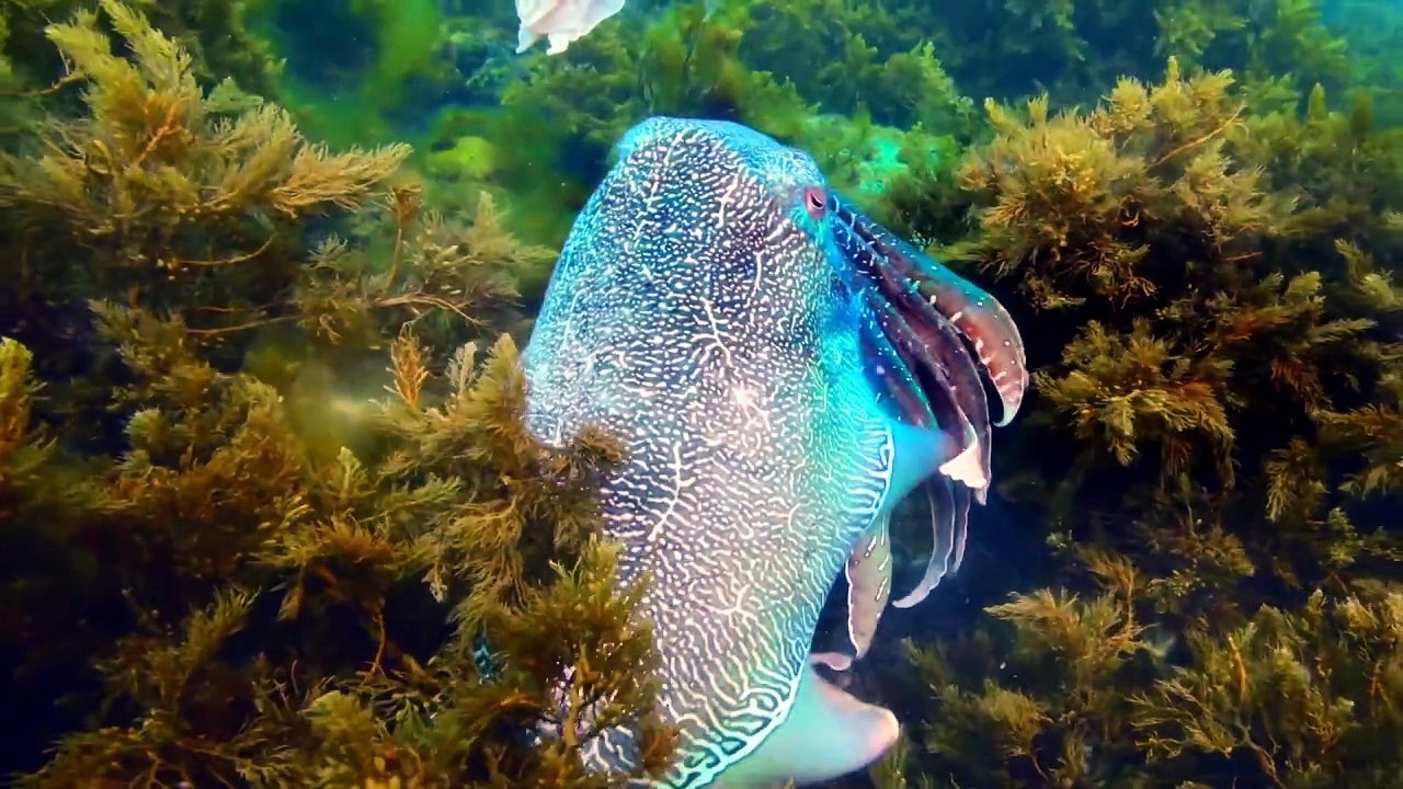 Deep Feelings @ Spy In The Ocean 深海间谍深层情感