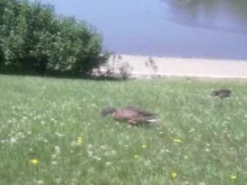 les canards