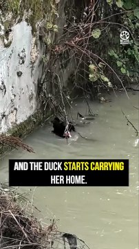 Duck refuses to abandon friend in floodwaters 🦆❤️#DuckRescue #Duck #AnimalRescue #Wildlife #Birds #Nature #Heartwarming #AnimalLovers #Friendship #AmazingAnimals #RescueStory #Kindness #WildlifeRescue #Shorts #ViralShorts