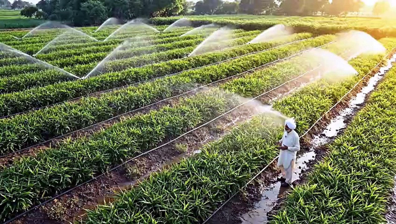 Highly Engaging): The Secret to Ginger Farming: Low Cost & Bumper Profit! 🌾💰