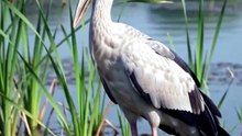 Asian openbill of India real documentry video
